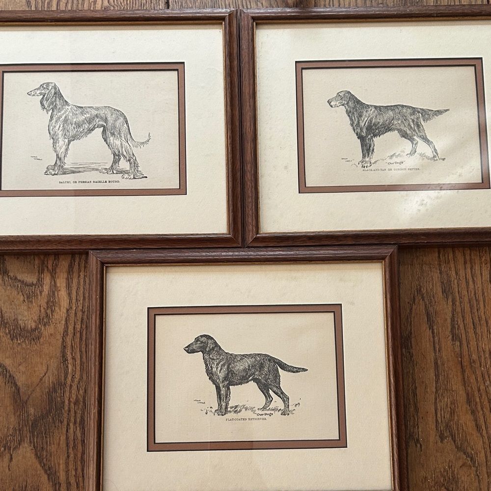 Arthur Wardle Dogs of World🌎Sketches GordonSetter, Saluki, Flat Coated Retriever